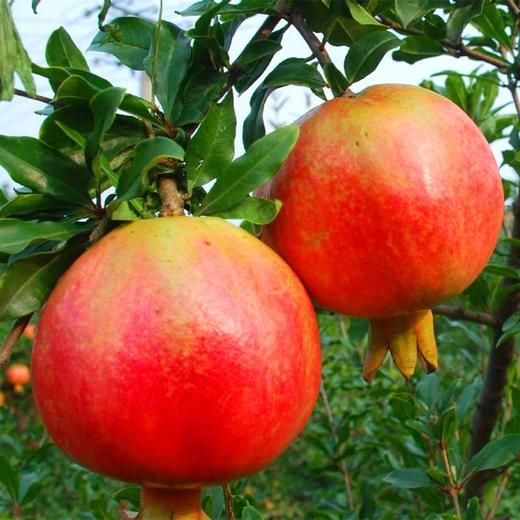 【云南突尼斯软籽石榴】果肉颜色偏粉不影响口感 后期会慢慢变红 大口吃不吐籽 皮薄易剥 果粒饱满 粒粒爆汁 酸甜爽口 4种规格可选 商品图1