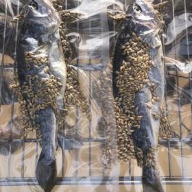 大麦黄花鱼1条보리굴비1마리(한국수출)