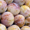 【新疆】恐龙蛋3斤（书上熟，香甜多汁） 商品缩略图3
