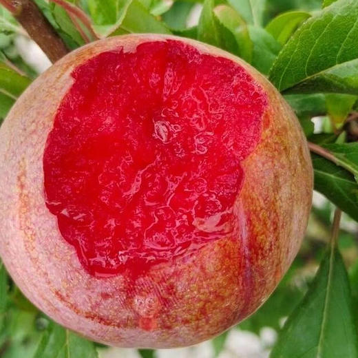 【新疆】恐龙蛋3斤（书上熟，香甜多汁） 商品图4