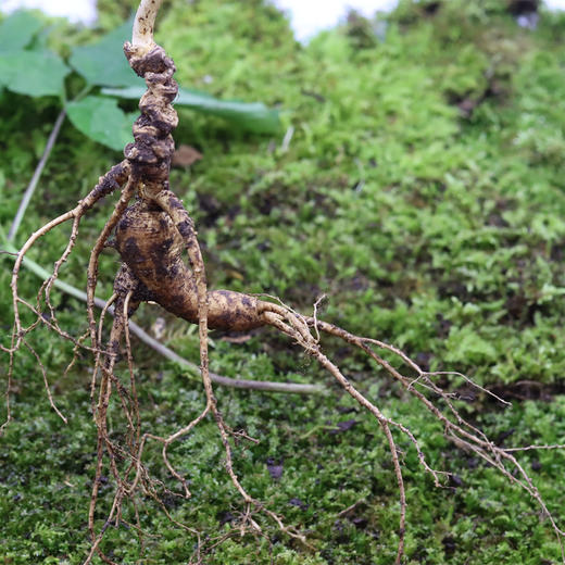 【2025门店请货】正安20年野山参鲜参  籽货鲜参   大于21g/根 商品图7