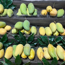 【细腻爽口】桂七芒果 1000g/份