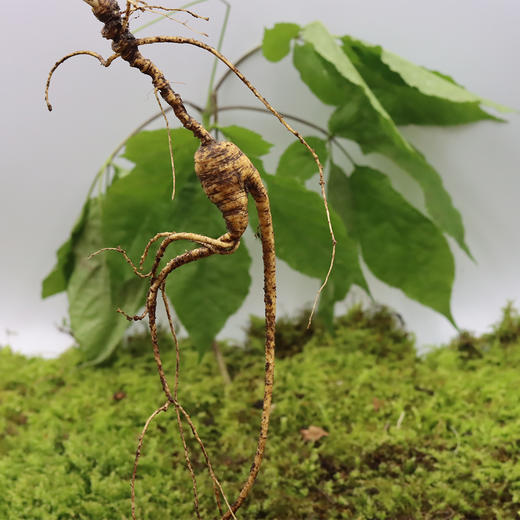 【2025门店请货】正安20年野山参鲜参  籽货鲜参   大于21g/根 商品图4