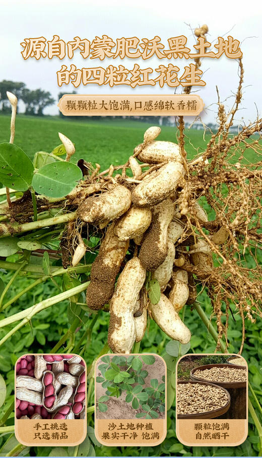 新会陈皮卤花生 原味 香辣味 250g/盒 商品图7