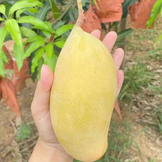 【细腻爽口】桂七芒果 1000g/份 商品图1