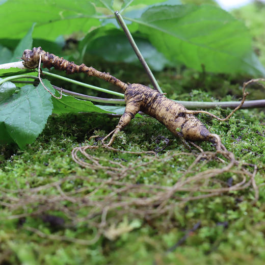 【2025门店请货】正安20年野山参鲜参  籽货鲜参   大于21g/根 商品图5