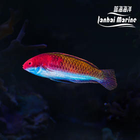 红头仙子龙