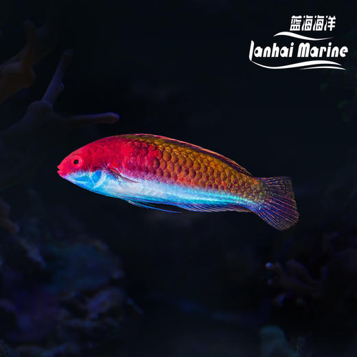 红头仙子龙 商品图0