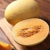新鲜水果  新疆黄皮哈密瓜1枚（每枚2~2.2斤左右） 商品缩略图1
