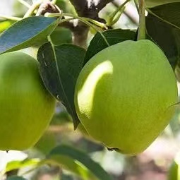 【云南早酥梨】清脆多汁 肉质酥脆 酸甜多汁 果形饱满 表面光滑 口感细腻 口感丰富 2种规格任选