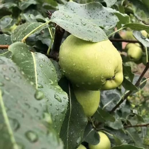 【云南早酥梨】清脆多汁 肉质酥脆 酸甜多汁 果形饱满 表面光滑 口感细腻 口感丰富 2种规格任选 商品图5