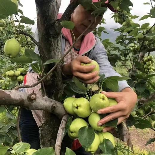 【云南早酥梨】清脆多汁 肉质酥脆 酸甜多汁 果形饱满 表面光滑 口感细腻 口感丰富 2种规格任选 商品图2