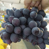 【甜蜜无籽】金秋葡萄 500g/份 商品缩略图0