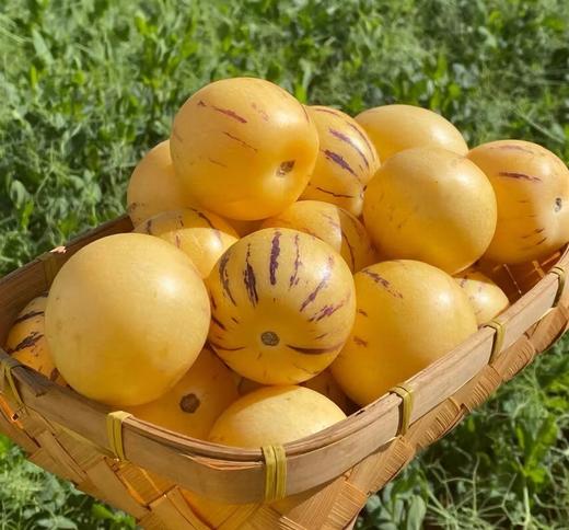 人参果 富含微量元素超级清甜～营养丰富，一口爆汁💦软糯中带有淡淡的奶香味 商品图0