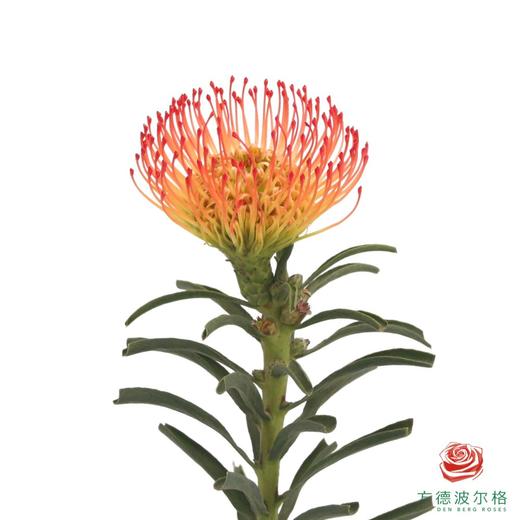 【预售】针垫 红(继承者) 长约 40cm/枝 商品图0