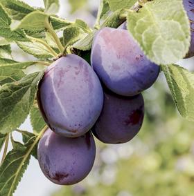 新疆法兰西西梅 Prune 250g/盒