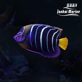 东非耳斑