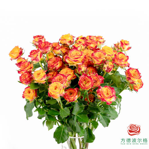 火凤凰 10枝一扎 商品图2