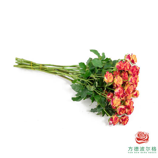 火凤凰 10枝一扎 商品图3