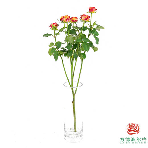 火凤凰 10枝一扎 商品图4