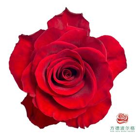 荷冠单头-颂歌10枝一扎