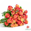 火凤凰 10枝一扎 商品缩略图0
