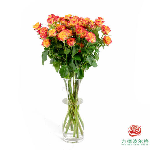 火凤凰 10枝一扎 商品图1