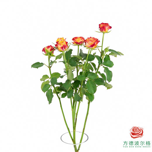 火凤凰 10枝一扎 商品图5