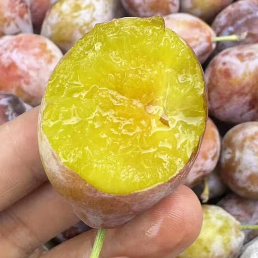 新疆西梅 500g/份（阳光十足的偏爱，皮薄多汁 味道甜蜜） 商品图4