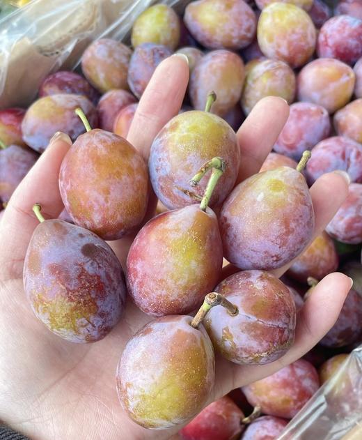 新疆西梅 500g/份（阳光十足的偏爱，皮薄多汁 味道甜蜜） 商品图1