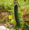 生态自选蔬菜箱（广州基地，京东特快） | 绿家自产 *ecological vegetable box  | In-House Production 商品缩略图3