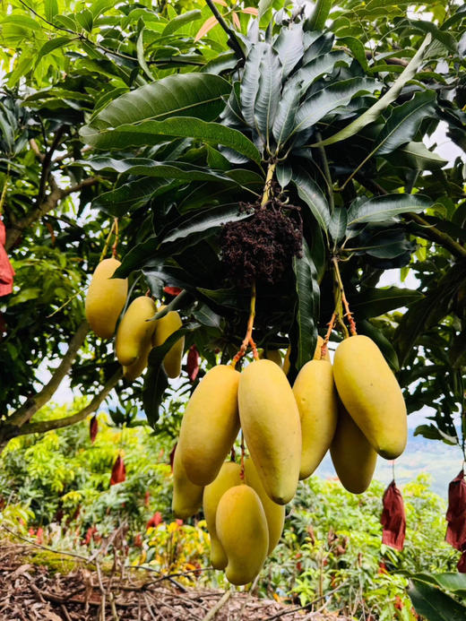 云南金树蜜芒 商品图3