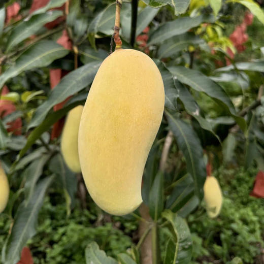 云南金树蜜芒 商品图2