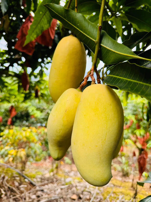云南金树蜜芒 商品图6