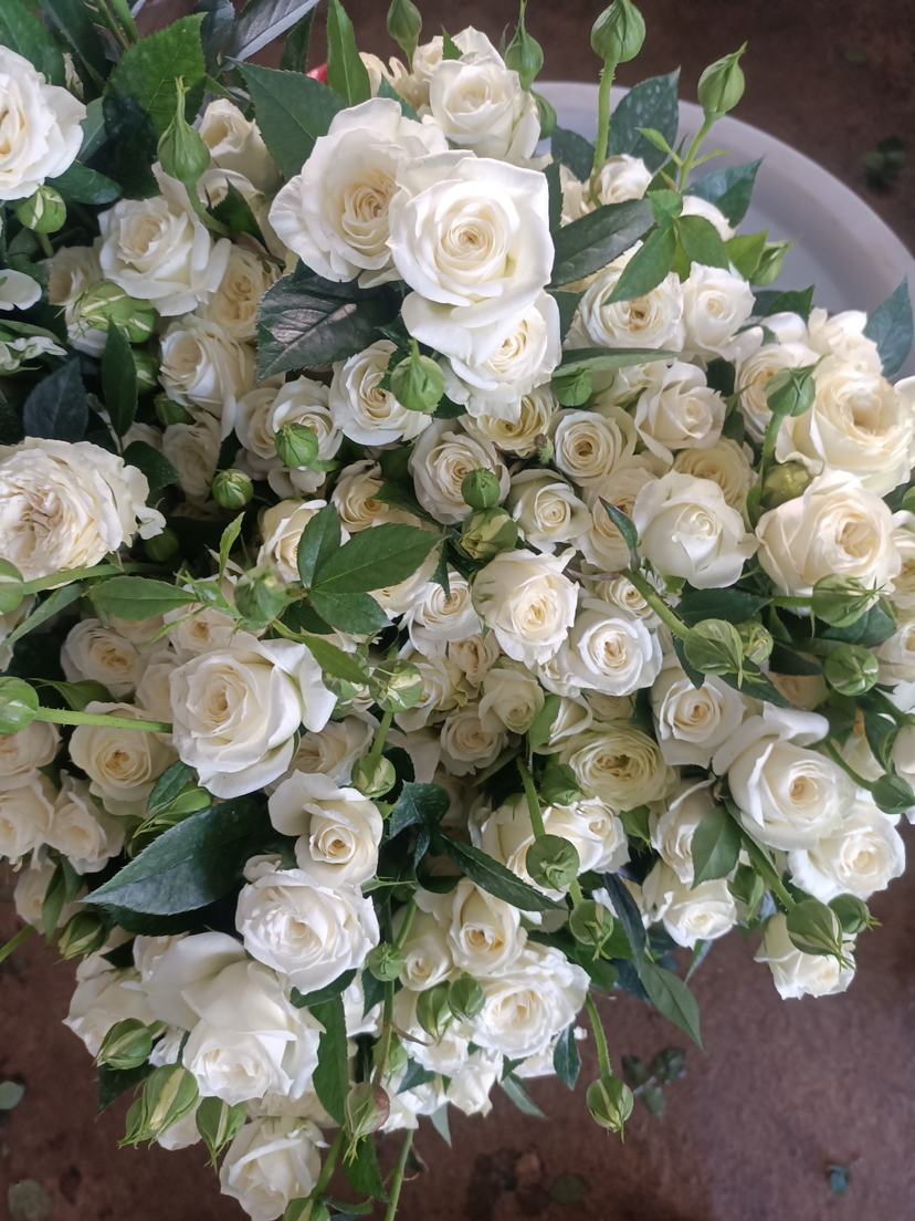 预售3号到货 多头泡泡白色玫瑰一扎10支