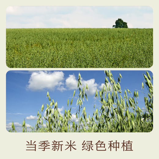 南食召 胚芽燕麦 商品图4