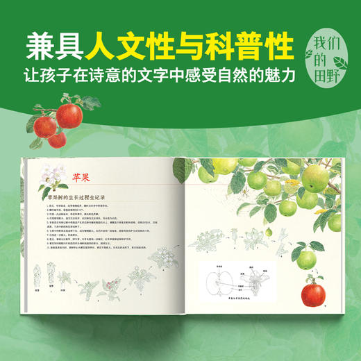苹果树的四季 商品图1