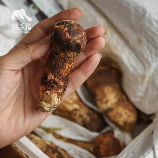野生塔城松茸| 合作生产 * Wild Tacheng matsutake | Partner Production 商品图4
