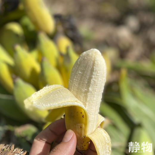 老实芭蕉干 90g 3袋/5袋/10袋 商品图4