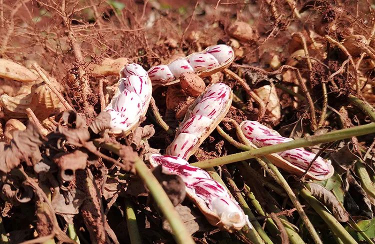 云南高原有机七彩花生 清香独特   甜脆爽口  多汁美味 400g