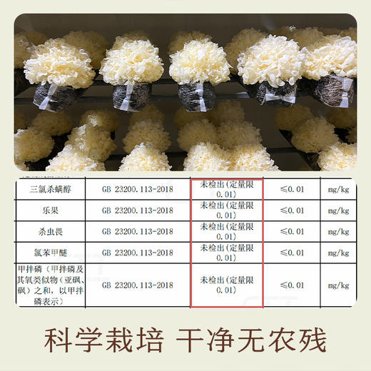 南食召 免撕银耳 商品图3