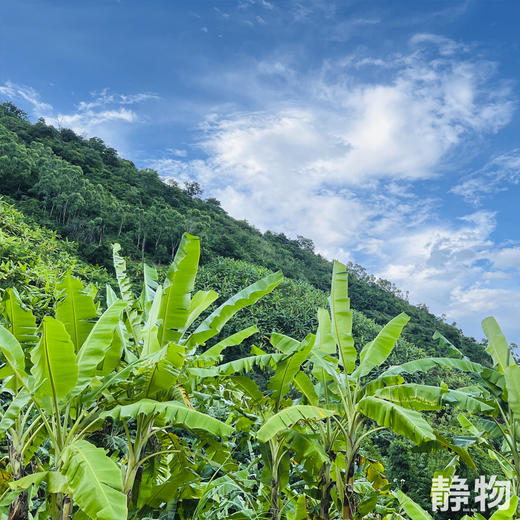 老实芭蕉干 90g 3袋/5袋/10袋 商品图5