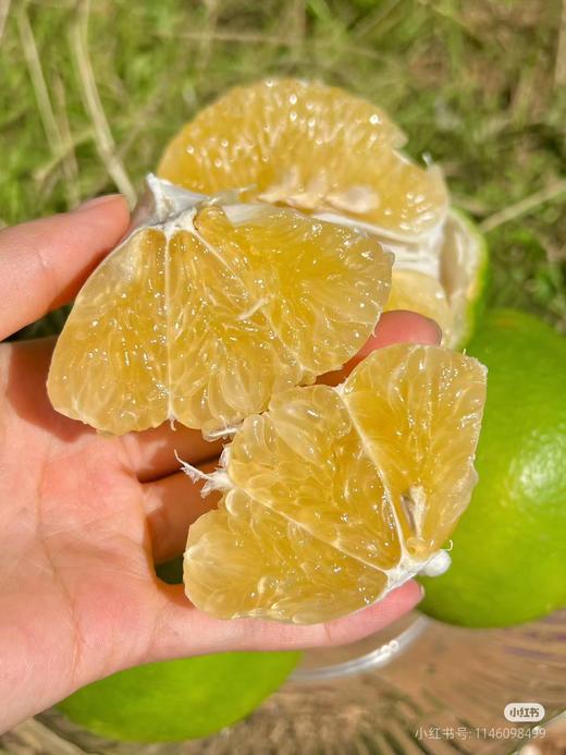 翡翠青柚一箱 商品图0