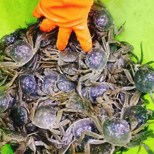 盘锦大河蟹3斤 商品图1