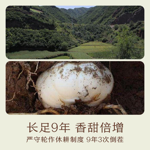 南食召 百合干 商品图4