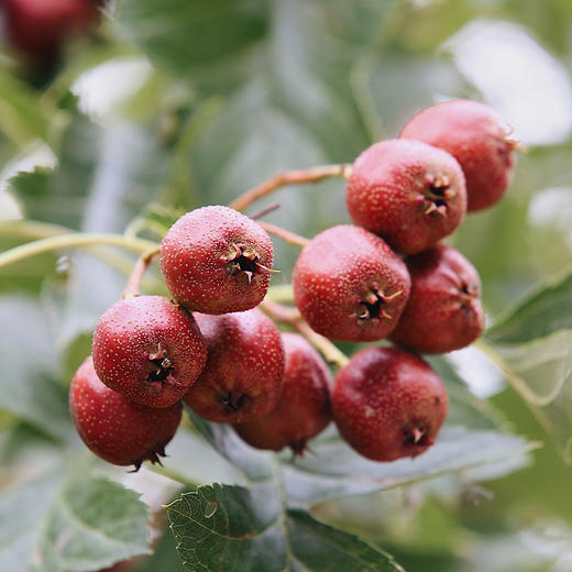 南食召 去核山楂 商品图2