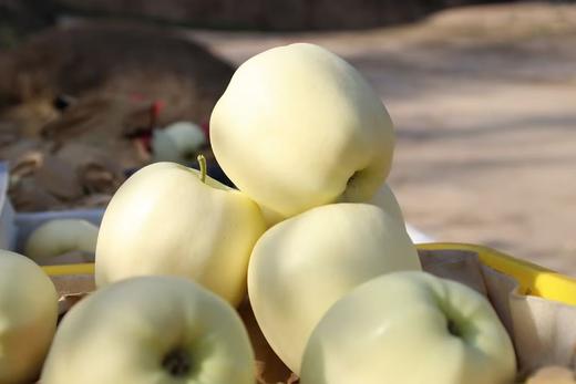 甘肃秦安苹果 黄元帅 酸甜脆爽 商品图5