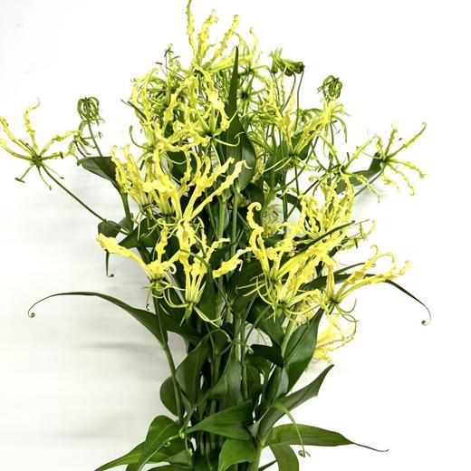 4月4日日本黄色嘉兰（70cm-80cm）-10支易损花材，联系客服拍照发货发出没有售后 商品图0