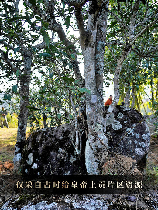 【限量加赠 汝窑杯】【积分兑换】【积分兑换价：730元+600积分】【凤饼贡茶那罕】2023年春茶那罕46号茶农李贵宏家古茶园，皇帝宠幸了12年的山头，普洱茶生茶饼茶叶357克/饼 5饼/提 2提/件 商品图6