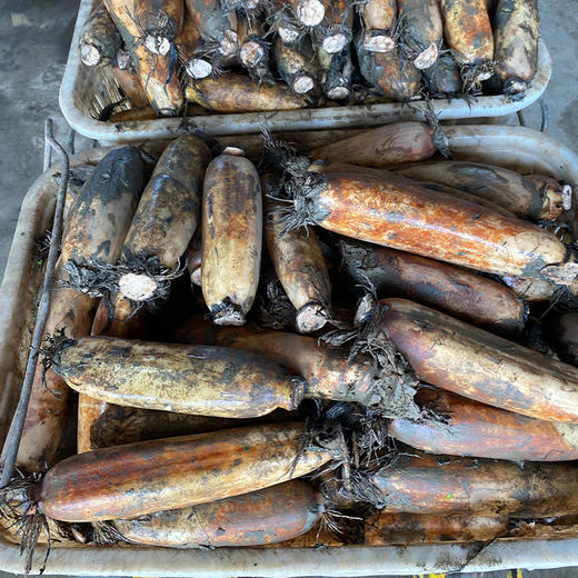 【16:00前下单当日发货，16:00后次日发货】 洪湖煲汤粉藕九孔莲藕  顺丰速发（全国包邮，部分地区除外） 商品图2